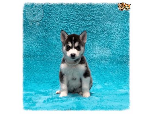 Διατίθενται όμορφα κουτάβια Pomsky.